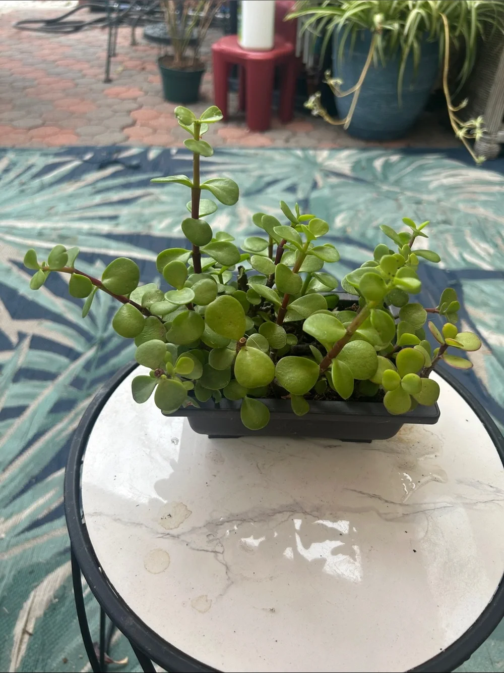 Green Peperomia Portable Planter - Home Accents